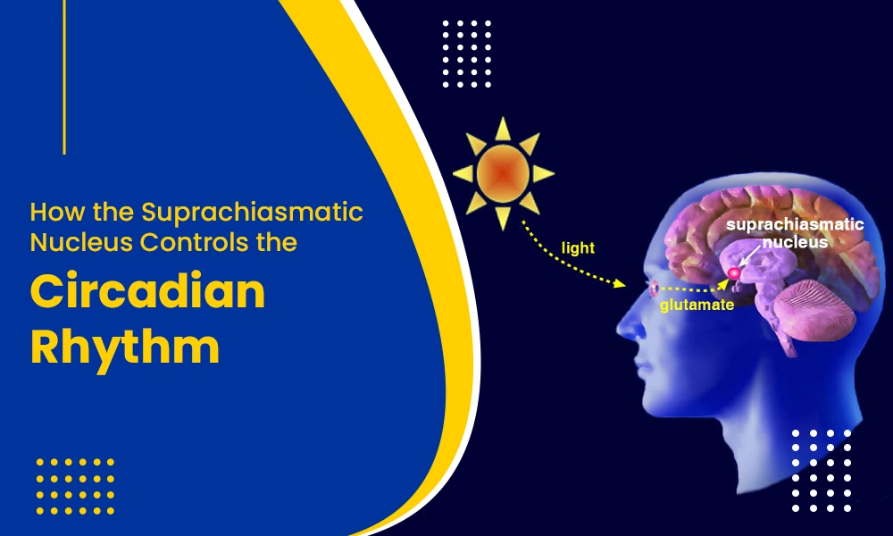 Suprachiasmatic Nucleus and circadian rhythm regulation